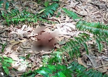 Tinggal Tulang Tengkorak, Kepala Kepala Remaja Yang Diduga Diterkam Harimau di Siak Akhirnya Ditemukan