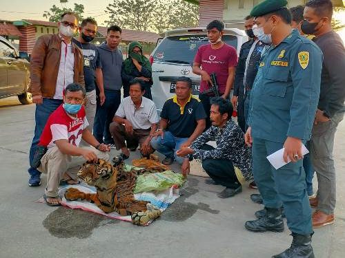 Polda Riau Bersama Gakkum KLHK Ungkap Sindikat Perdagangan Kulit Harimau Sumatera