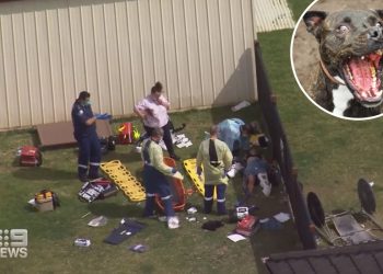 Lagi-lagi Anjing Pit Bull Terkam Dua Wanita, Gigitan Diduga Sampai ke Tulang