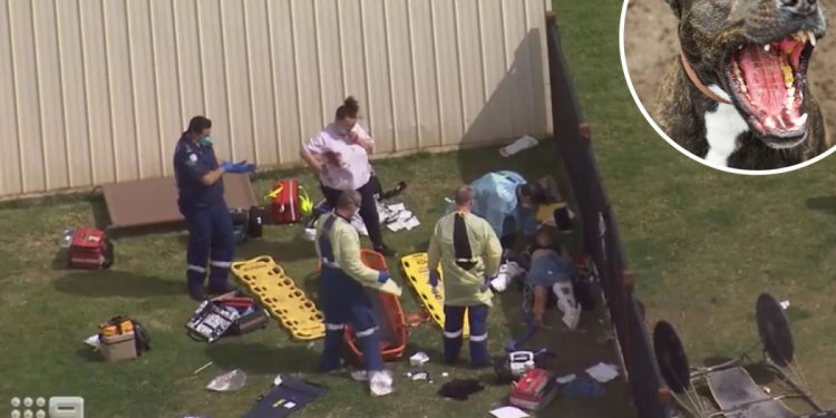 Lagi-lagi Anjing Pit Bull Terkam Dua Wanita, Gigitan Diduga Sampai ke Tulang