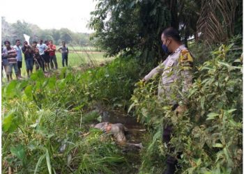 Geger! Warga Kampar Utara Temukan Sesosok Mayat Wanita Tanpa Identitas Tertelungkup Didalam Parit