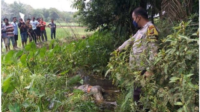 Geger!  Warga Kampar Utara Temukan Sesosok Mayat Wanita Tanpa Identitas Tertelungkup Didalam  Parit