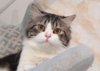 Tukang Jagal Kucing di Medan Divonis 2,5 Tahun Penjara