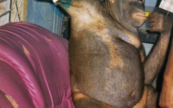 Orang Utan di Kalimantan Dipaksa Menjadi Pelacur: Bulu-bulunya Dicukur dan Diperkosa Hampir Setiap Hari