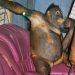 Orang Utan di Kalimantan Dipaksa Menjadi Pelacur: Bulu-bulunya Dicukur dan Diperkosa Hampir Setiap Hari