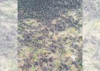 Burung-burung Berjatuhan Dari Langit Dalam Kematian Massal di Kabupaten Gianyar Bali