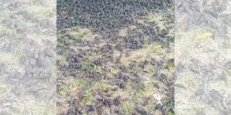 Burung-burung Berjatuhan Dari Langit Dalam Kematian Massal di Kabupaten Gianyar Bali