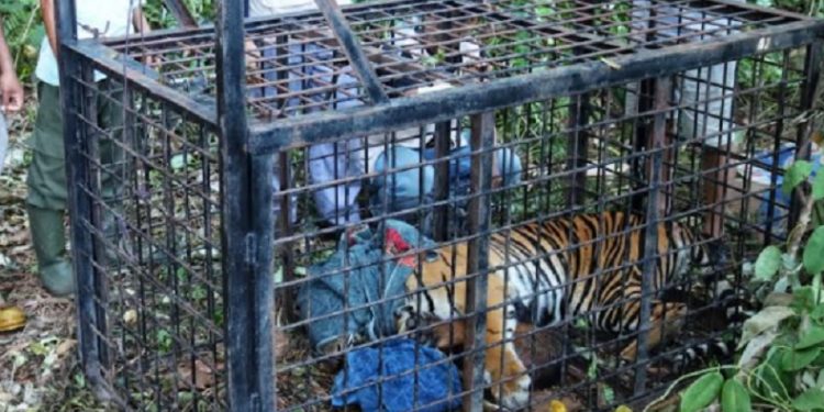 BKSDSA Riau Temukan Seekor Harimau Terperangkap Di Lokaksi Warga Yang Tewas Diserang