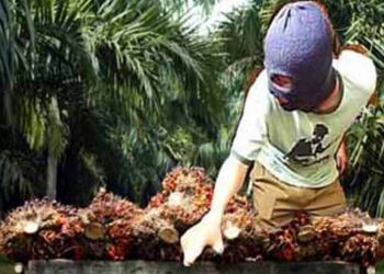 Curi 2 Ton Sawit Milik PTPN V di Rohul, Lima Warga Ditangkap