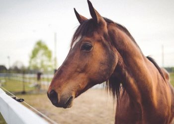 Pencurian Kuda Meningkat di Sumba Barat, Polisi Bekerja Sama dengan Pemilik Tangkap Pelaku