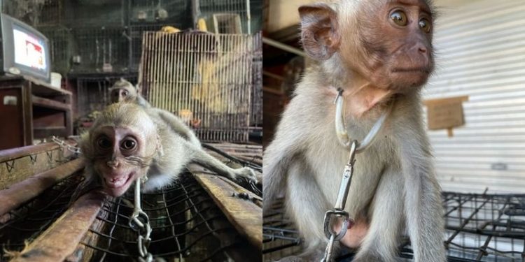 Bayi Primata Masih Dijual Secara Terbuka di Pasar Hewan di Bali