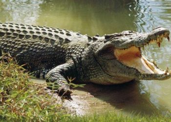 Buaya Mengganas, Nelayan di Rohil Hilang Diseret Buaya ke Dalam Sungai saat Istirahat