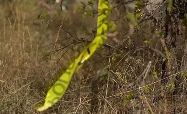 Petugas Pemadam Kebakaran Menemukan Mayat Pria, Wanita dan Seorang Anak yang Terpotong-potong di Dalam Tong Sampah