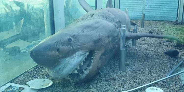 Kebun Binatang Terbengkalai yang Menyeramkan Ini Meninggalkan Bangkai Hiu Putih yang Mengambang di Tangki