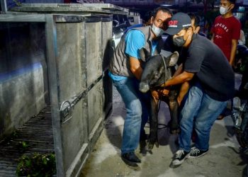 BBKSDA Riau Evakuasi Seekor Tapir Betina Yang Terjerat Dikebun Sawit Siak