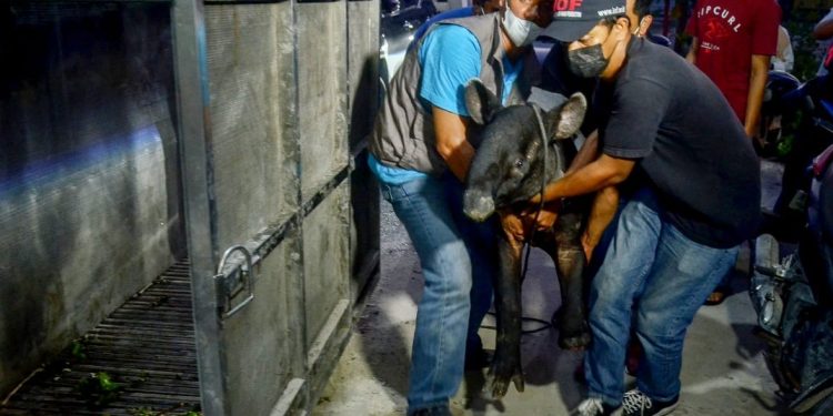 BBKSDA Riau Evakuasi Seekor Tapir Betina Yang Terjerat Dikebun Sawit Siak