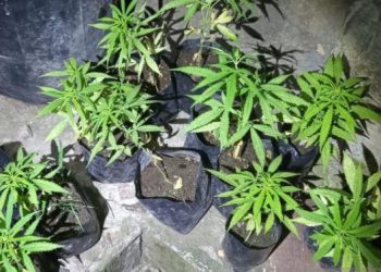 Ratusan Kilogram Ganja dalam Truk dari Medan Diamankan Polres Jakarta Barat