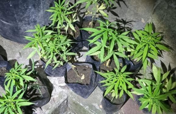 Ratusan Kilogram Ganja dalam Truk dari Medan Diamankan Polres Jakarta Barat