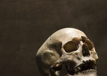 Dikira Batok Kelapa, Warga Temukan Tengkorak Manusia di Kebun Tebu Glenmore Banyuwangi