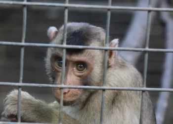 Indonesia Dinobatkan Sebagai ‘Juara Dunia’ Penyiksa Hewan, Banyak Unggah Konten Kekerasan Binatang di Media Sosial