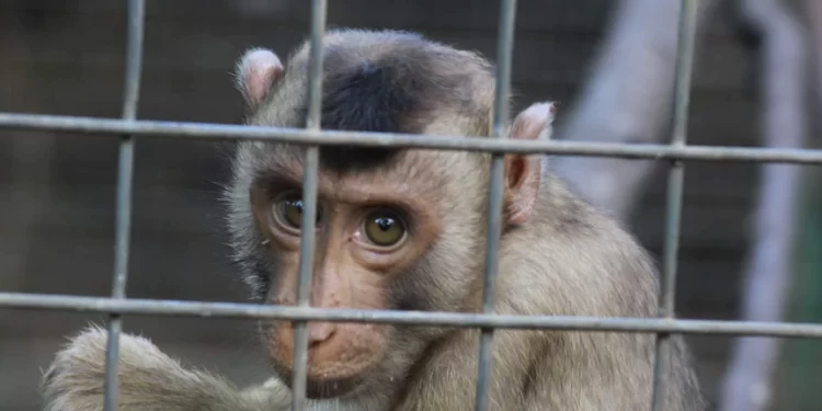 Indonesia Dinobatkan Sebagai ‘Juara Dunia’ Penyiksa Hewan, Banyak Unggah Konten Kekerasan Binatang di Media Sosial