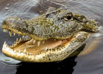 Asik Mandi Di Sungai, Seorang Pemuda di Inhil Diterkam Buaya