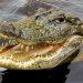 Asik Mandi Di Sungai, Seorang Pemuda di Inhil Diterkam Buaya