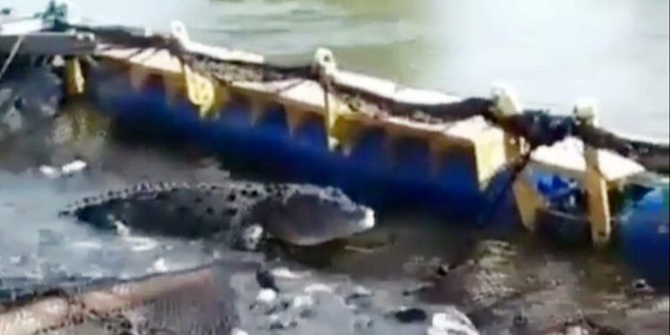 Terekam Buaya Curi Ikan Keramba Warga Pasaman Barat, Ternyata Akrab dengan Masyarakat