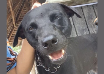 Indonesia Berduka Atas Anjing Canon di Tengah Tuduhan Kebrutalan Hewan di Tangan Petugas Aceh