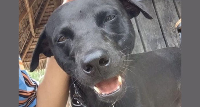 Indonesia Berduka Atas Anjing Canon di Tengah Tuduhan Kebrutalan Hewan di Tangan Petugas Aceh