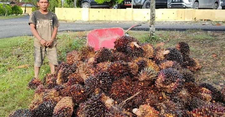 Curi Buah Sawit Milik CV Mitra Perkasa, DS Diringkus Tim Opsnal Sat Reskrim Polres Rohil