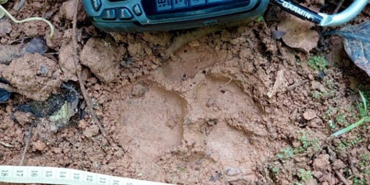 Harimau Masuk Kampung di Sangir Solok Terkam Anak Sapi