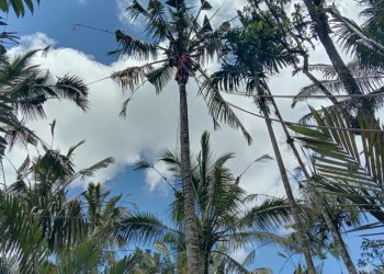 Tengah Memanjat Pohon, Pria Ini Ditemukan Tewas di Atas Pohon Kelapa di Bali