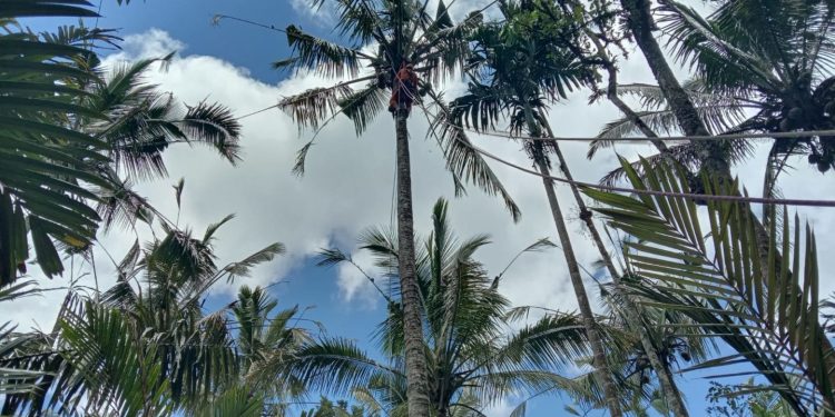 Tengah Memanjat Pohon, Pria Ini Ditemukan Tewas di Atas Pohon Kelapa di Bali