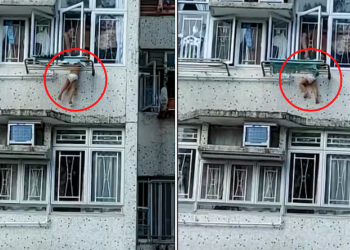 Video Seorang Balita yang Menjuntai Dari Jendela Apartemen di Lam Tin Jadi Viral di Media Sosial