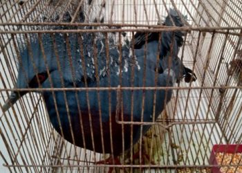 Gagal Diseludupkan Puluhan Burung Dilepasliarkan BKSDA Sumsel, 11 Terkena Flu Burung