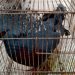 Gagal Diseludupkan Puluhan Burung Dilepasliarkan BKSDA Sumsel, 11 Terkena Flu Burung