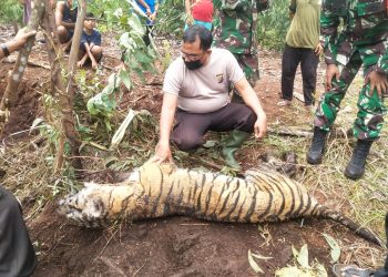 Warga Temukan Harimau Sumatera Mati Terjerat di Bengkalis