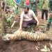 Warga Temukan Harimau Sumatera Mati Terjerat di Bengkalis