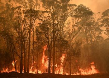 Polisi Selidiki Kebakaran Sepanjang Tahun 2020 di Sydney, Diyakini Disengaja
