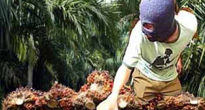 Curi Sawit PTPN V, Warga Rohul Diringkus Polisi