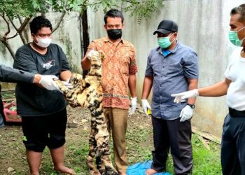 Dua Pedagang Kulit Harimau Ditangkap Petugas KLHK di Aceh