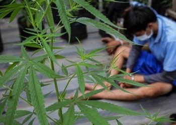 Polisi Temukan Ratusan Pohon Ganja saat Tangkap Pelanggar UU ITE di Bengkulu