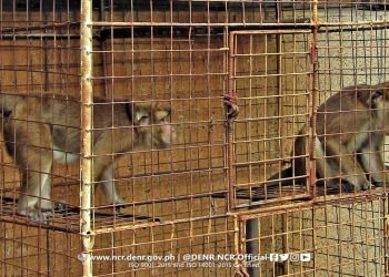 Ratusan Monyet yang Dipelihara Secara Ilegal Ditemukan di Manila