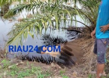Geger, Warga Bengkalis Temukan Maya laki-laki Tua di Parit Perkebunan Sawit