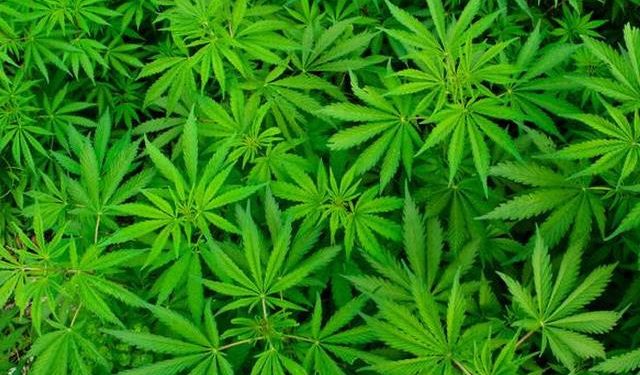 Daun Ganja Dilegalkan di Malaysia untuk Kebutuhan Medis