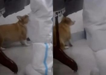 Video Petugas Kesehatan China Bunuh Anjing dengan Linggis Picu Kemarahan Internasional