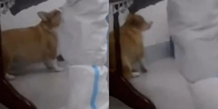 Video Petugas Kesehatan China Bunuh Anjing dengan Linggis Picu Kemarahan Internasional
