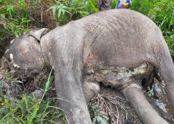Seekor Gajah Betina Ditemukan Tewas di Ukui, Pelalawan