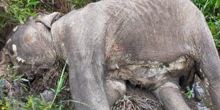 Seekor Gajah Betina Ditemukan Tewas di Ukui, Pelalawan